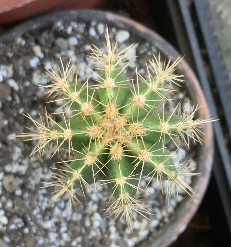 × Patrocereus