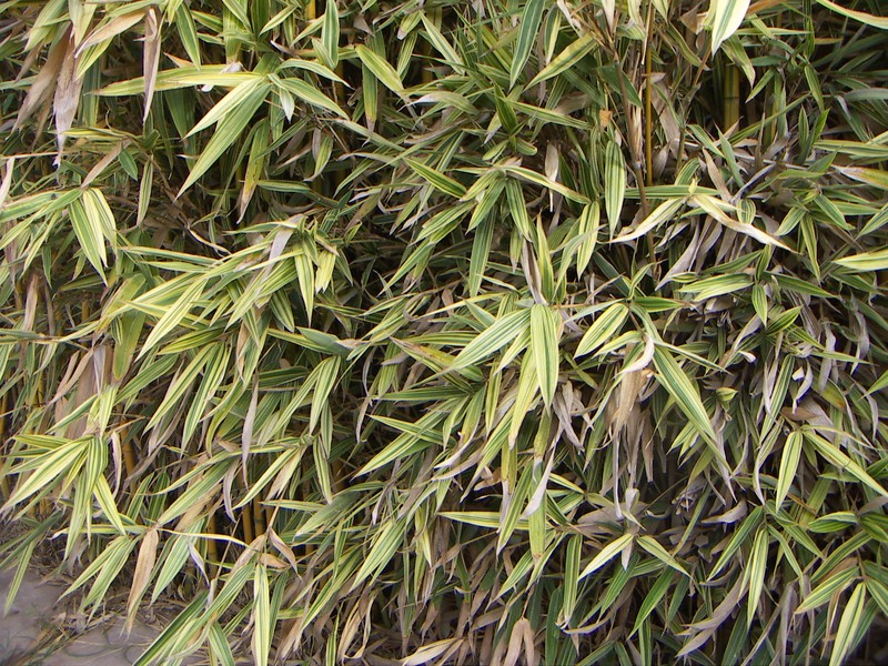 × Phyllosasa