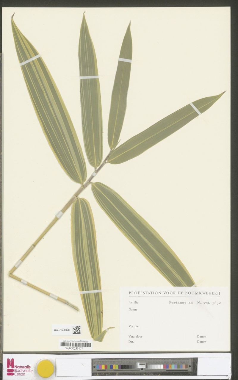 × Phyllosasa tranquillans photo 3