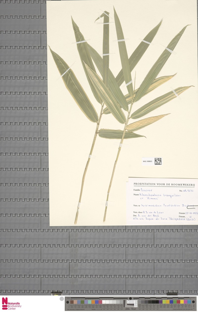 × Phyllosasa tranquillans photo 6