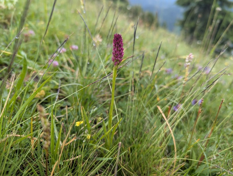 × Pseudadenia micrantha