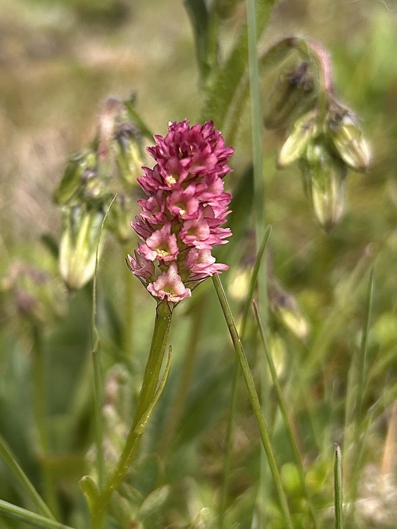 × Pseudadenia micrantha photo 2