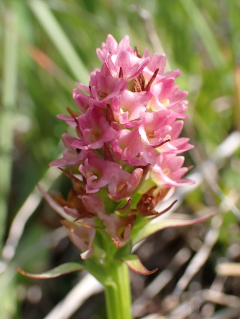 × Pseudadenia micrantha photo 3