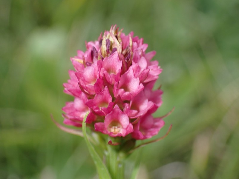 × Pseudadenia micrantha photo 4