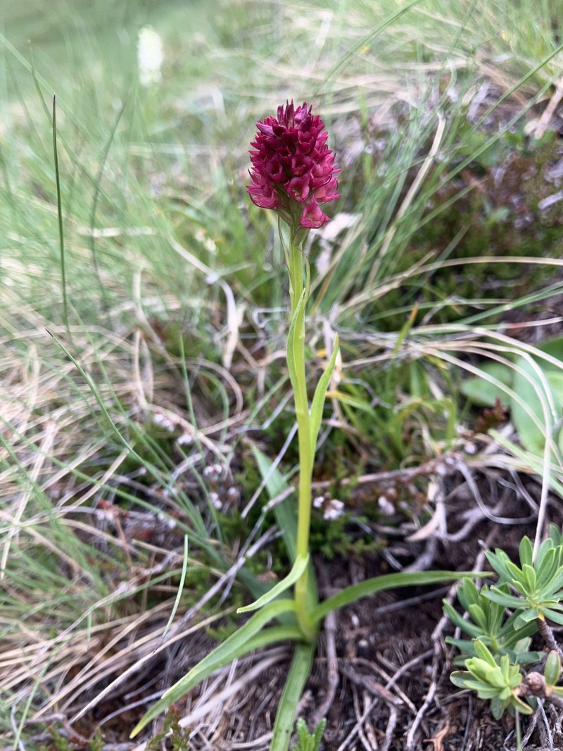 × Pseudadenia micrantha photo 5
