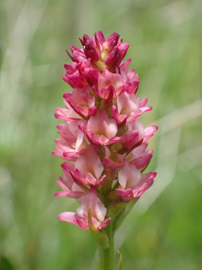 × Pseudadenia micrantha photo 6