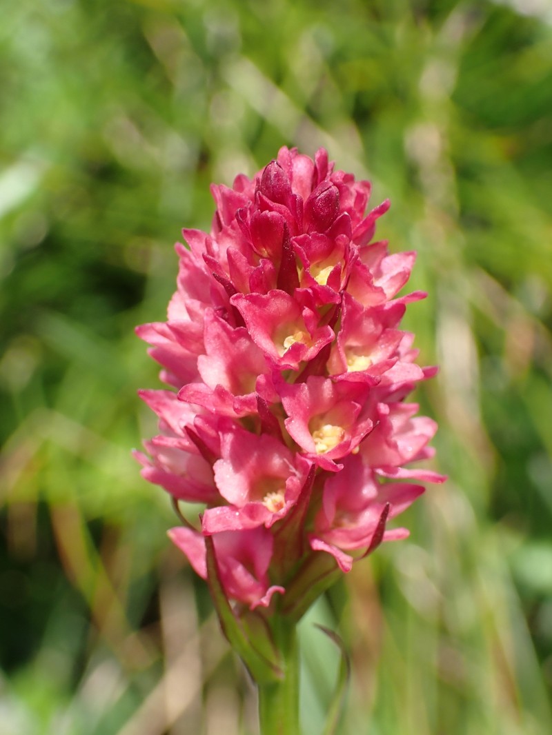 × Pseudadenia micrantha photo 7