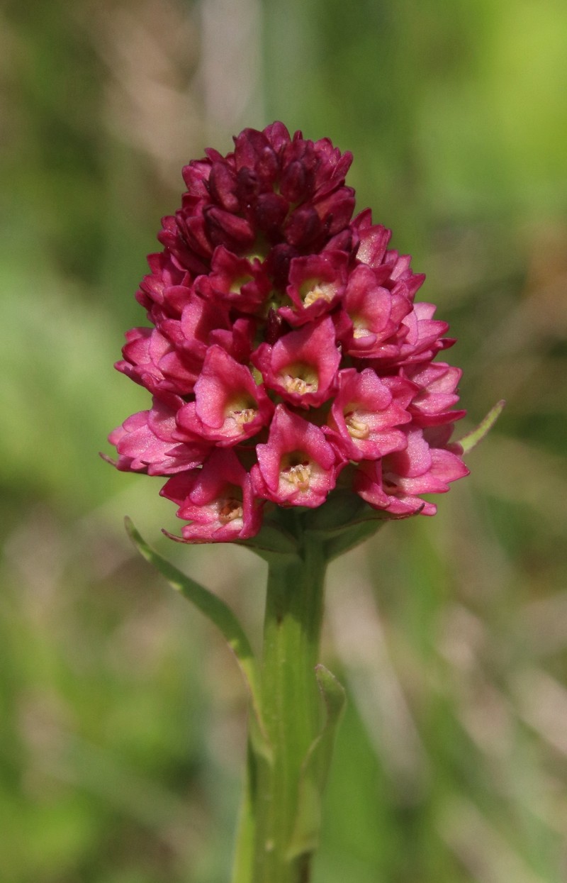 × Pseudadenia micrantha photo 8