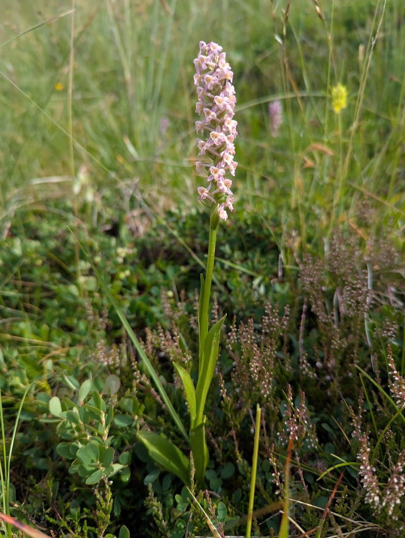 × Pseudadenia schweinfurthii
