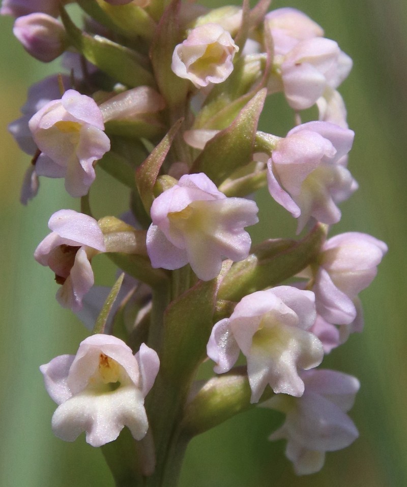 × Pseudadenia schweinfurthii photo 2