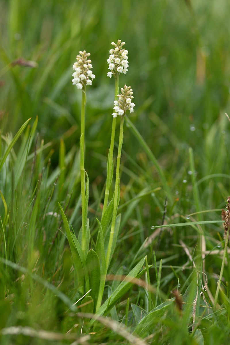 × Pseudadenia vitosana