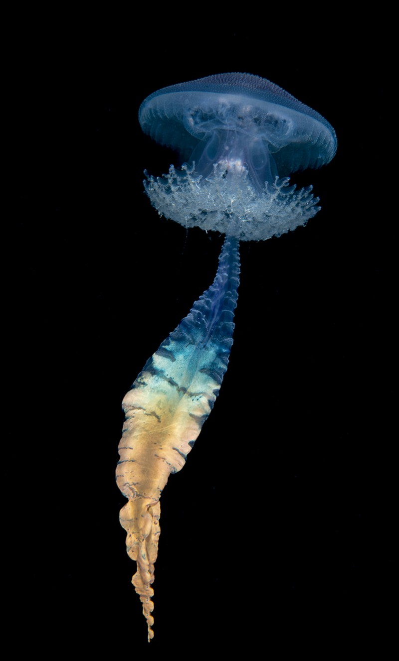 × Pseudorhiza