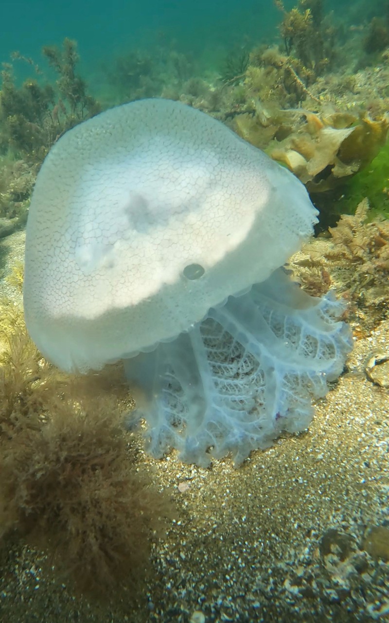 × Pseudorhiza photo 4