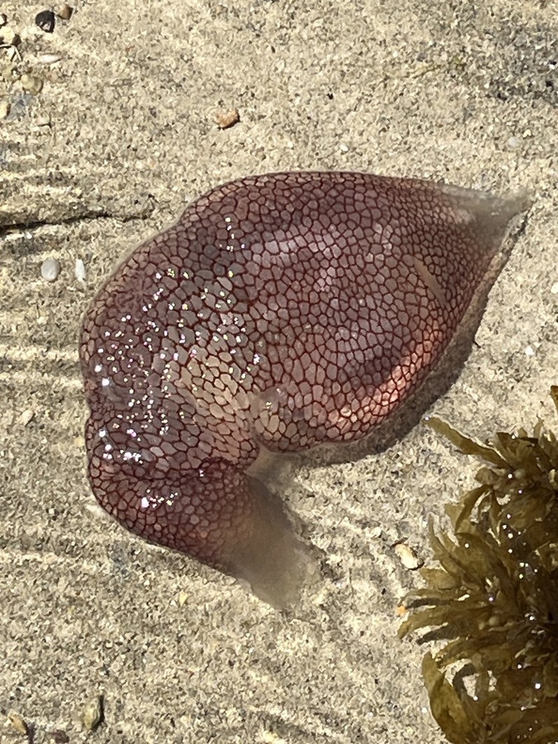 × Pseudorhiza photo 7