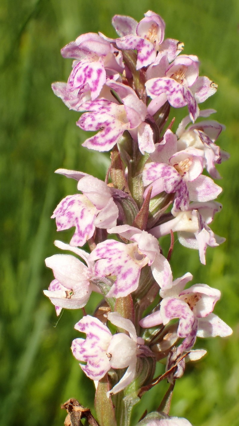 × Pseudorhiza bruniana