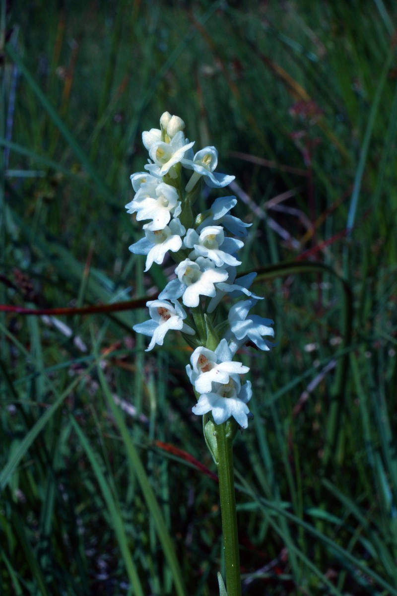× Pseudorhiza bruniana photo 2
