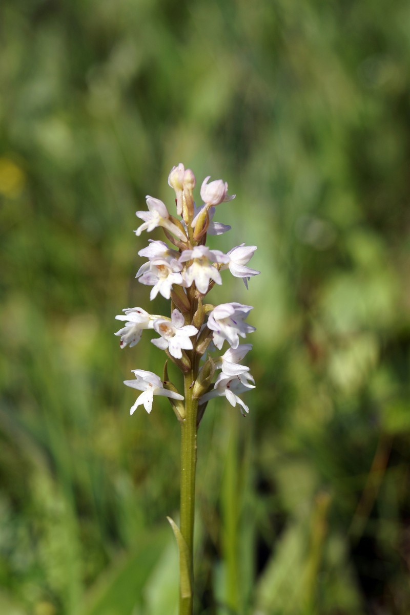 × Pseudorhiza bruniana photo 3