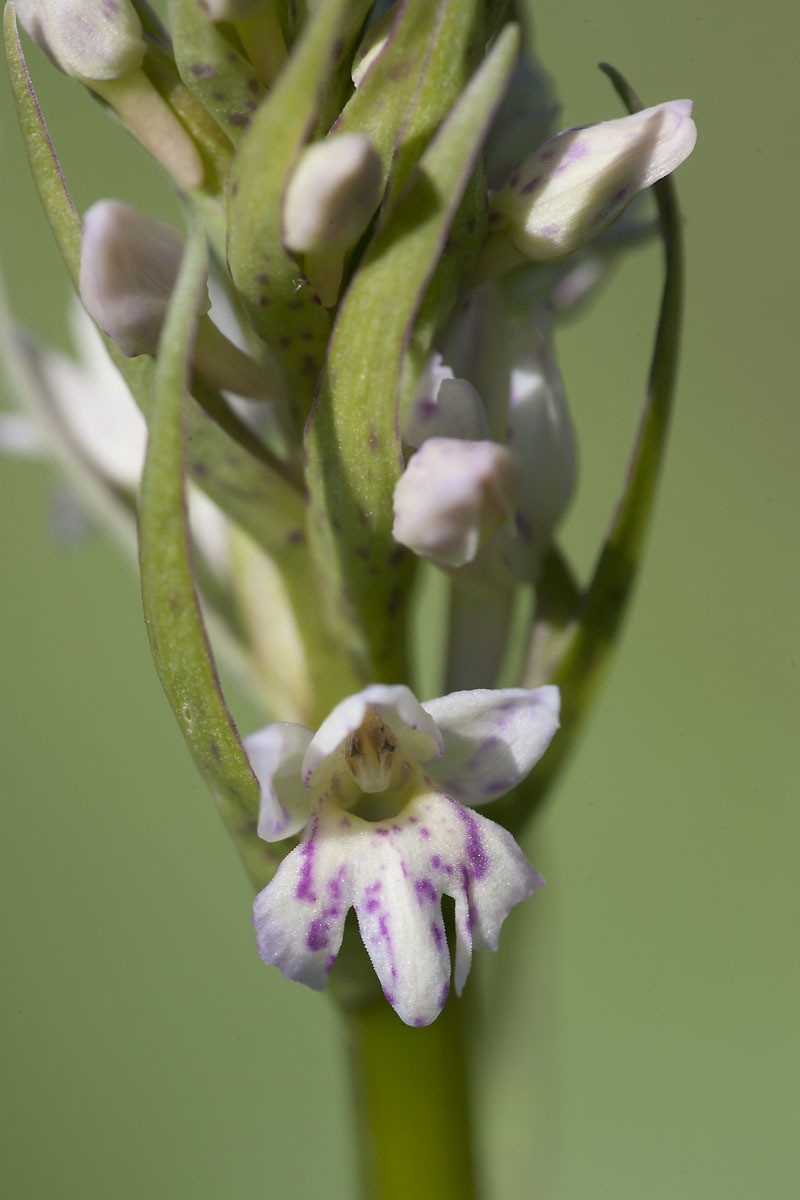 × Pseudorhiza bruniana photo 4