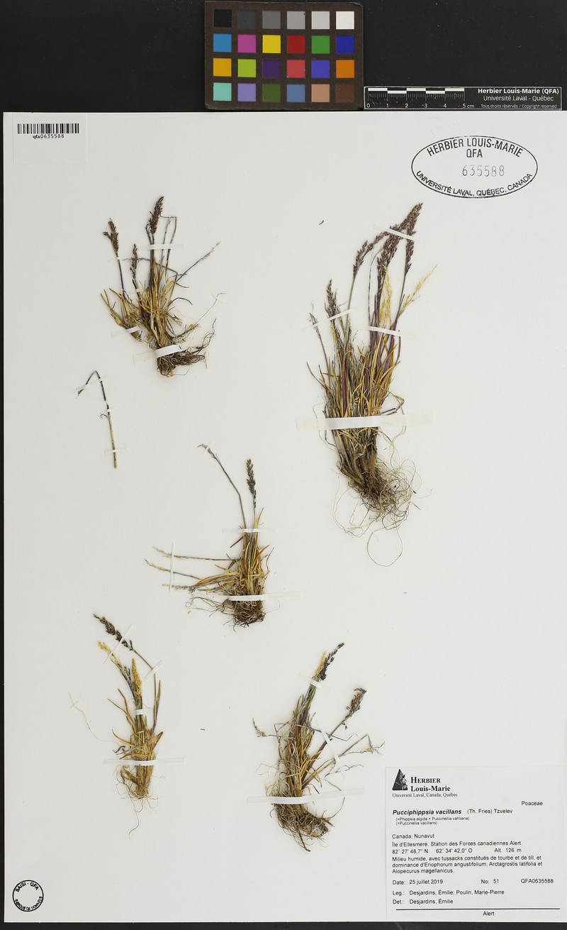 × Pucciphippsia vacillans