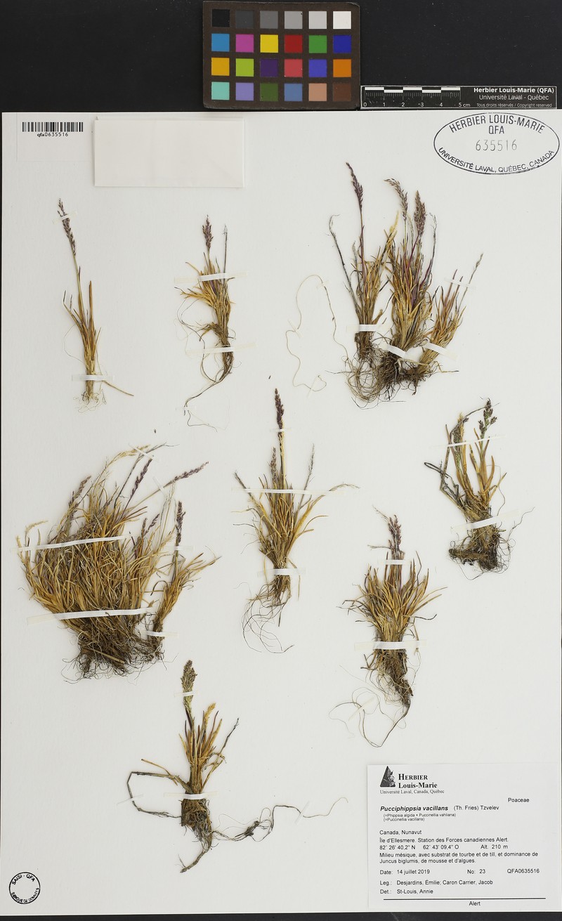 × Pucciphippsia vacillans photo 2