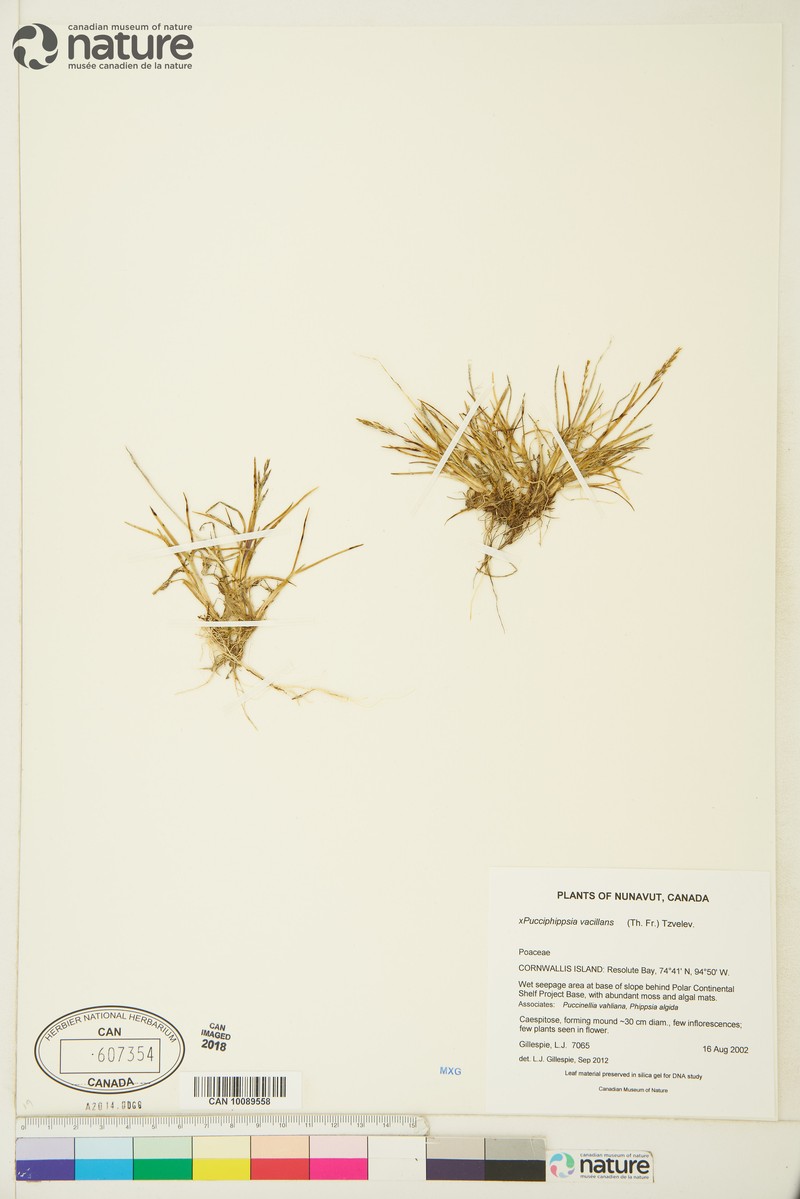 × Pucciphippsia vacillans photo 4
