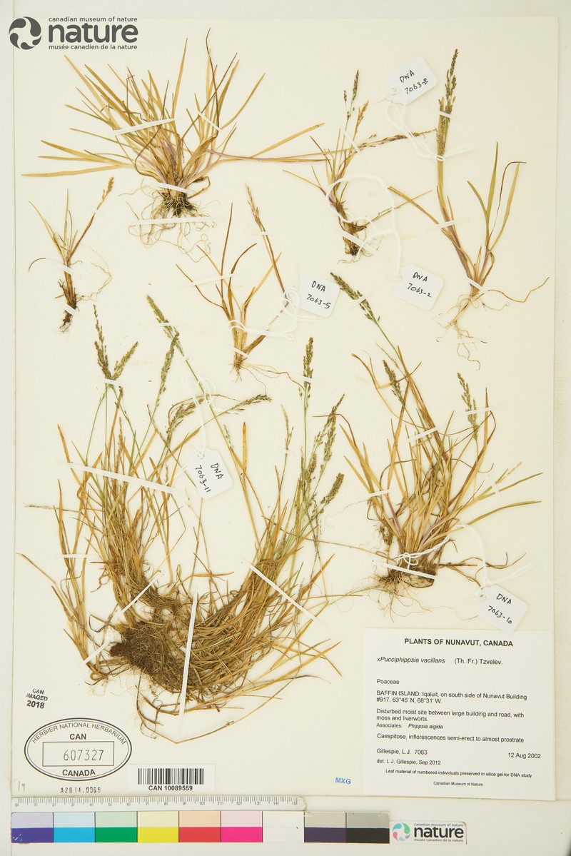 × Pucciphippsia vacillans photo 5
