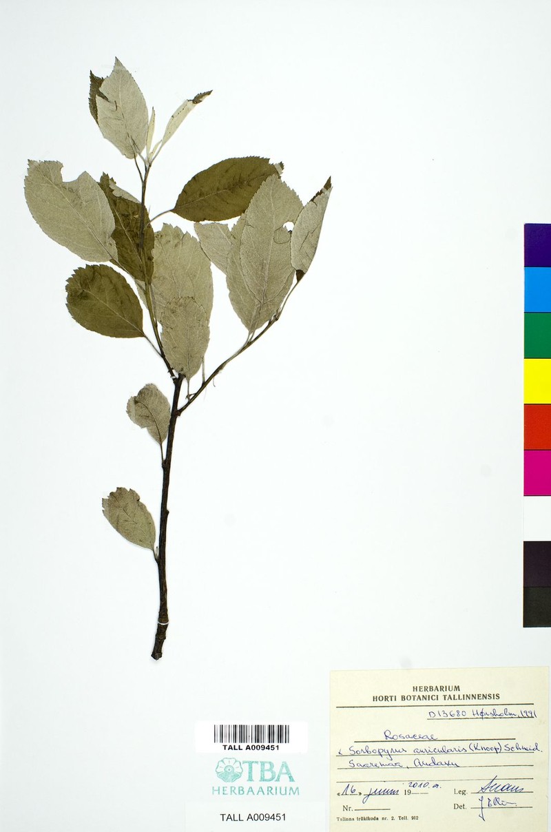 × Pyraria irregularis photo 2