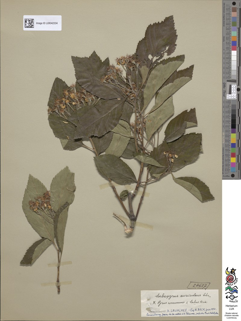 × Pyraria irregularis photo 3