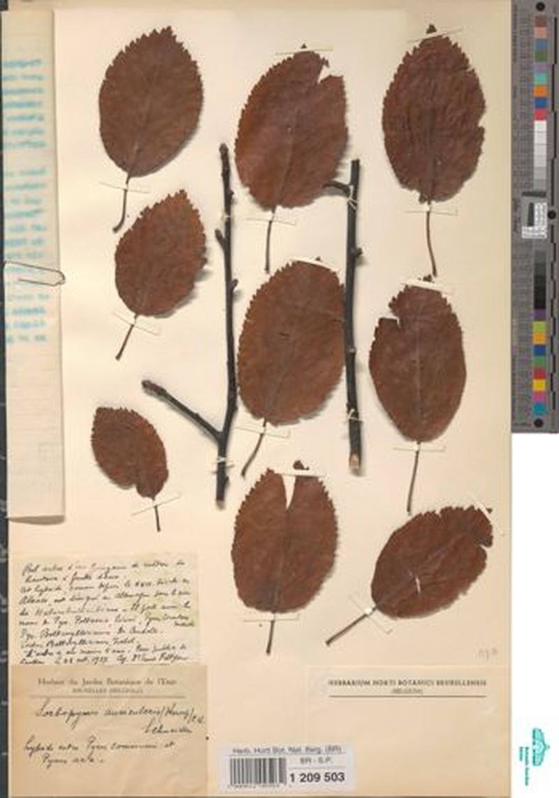 × Pyraria irregularis photo 4