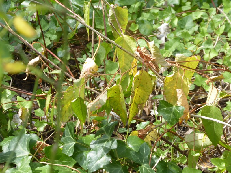 × Reyllopia conollyana