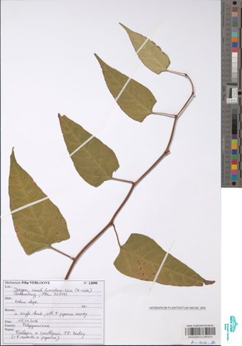× Reyllopia conollyana photo 2