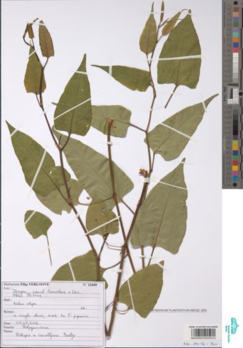× Reyllopia conollyana photo 3