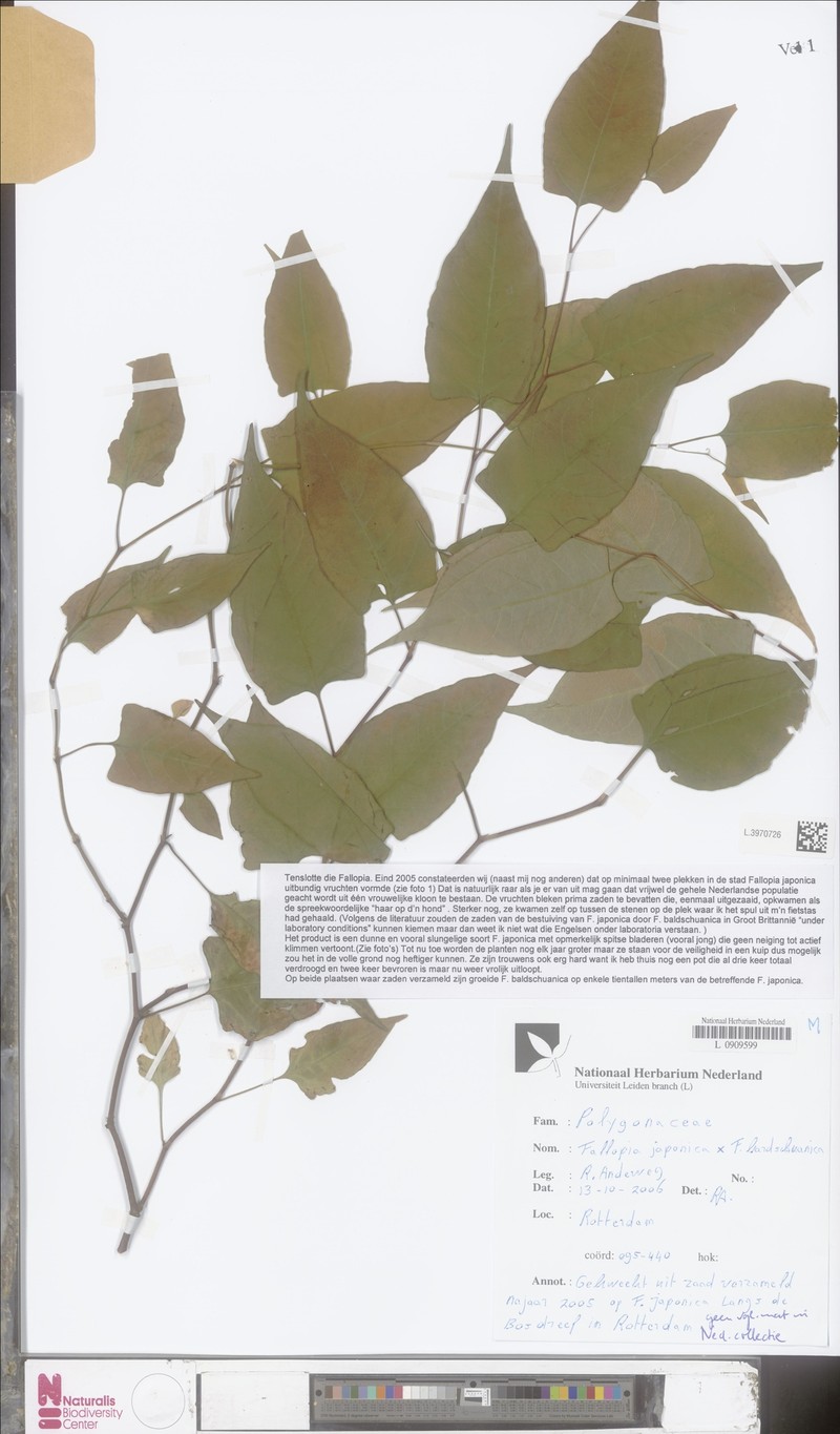 × Reyllopia conollyana photo 4