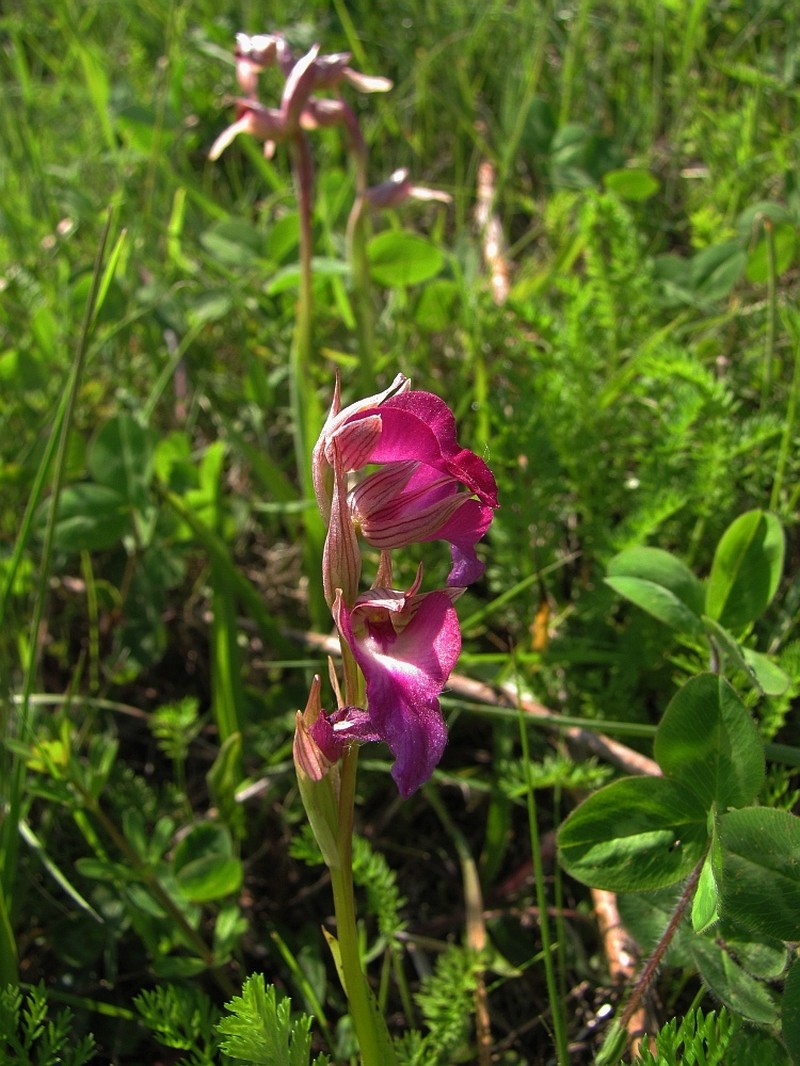 × Serapicamptis barlae