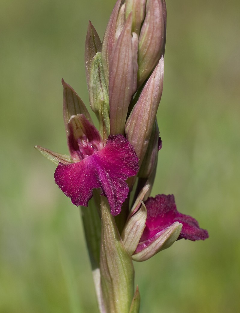 × Serapicamptis bevilacquae nothosubsp. bevilacquae
