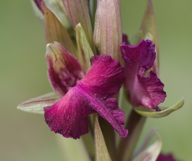× Serapicamptis bevilacquae nothosubsp. bevilacquae photo 2