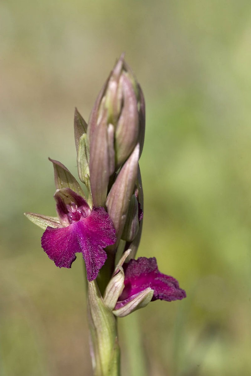 × Serapicamptis bevilacquae nothosubsp. bevilacquae photo 3