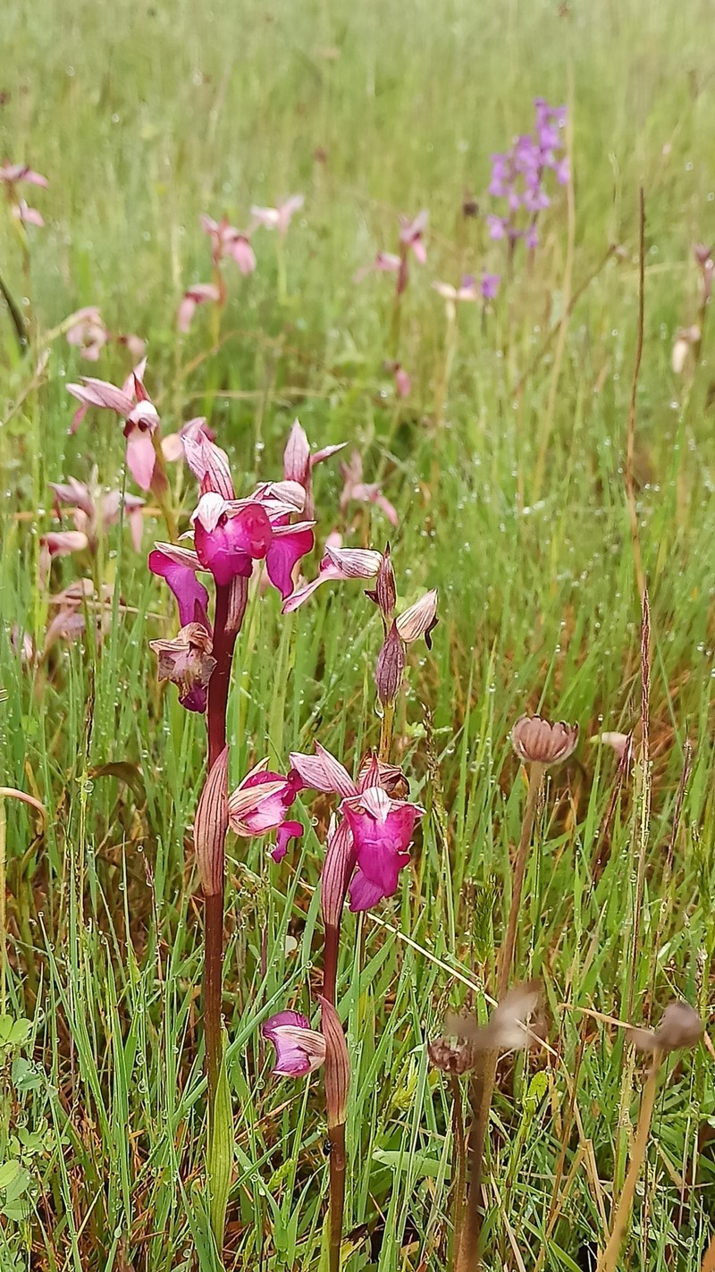 × Serapicamptis capitata