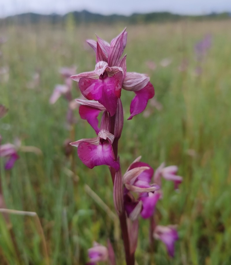 × Serapicamptis capitata photo 2