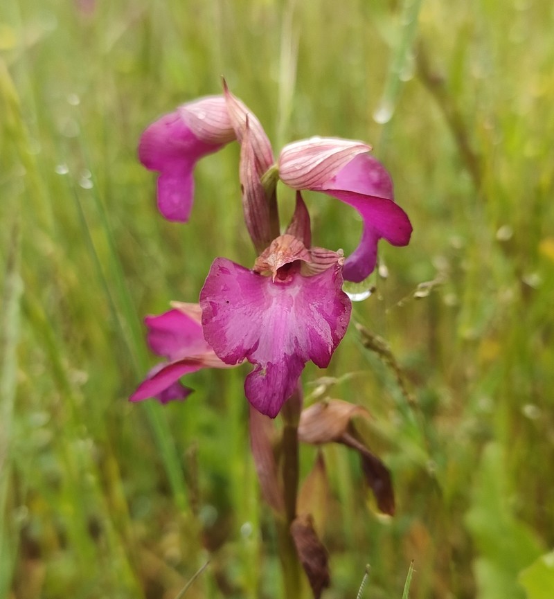× Serapicamptis capitata photo 3