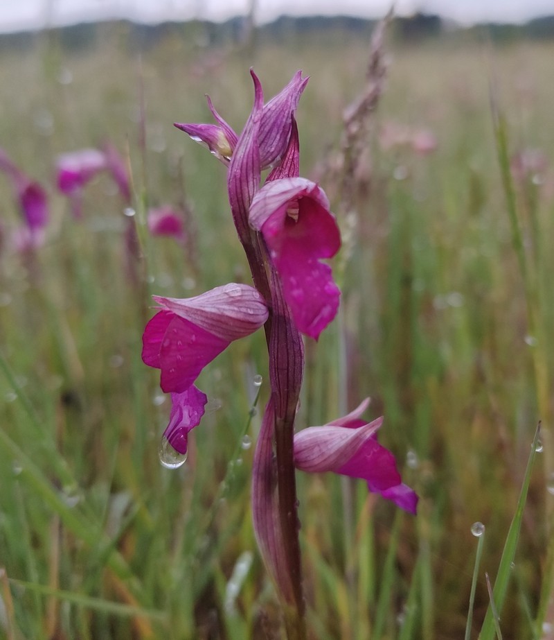 × Serapicamptis capitata photo 4