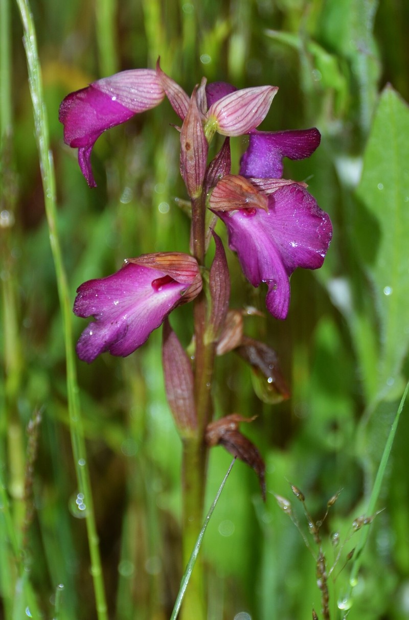 × Serapicamptis capitata photo 5