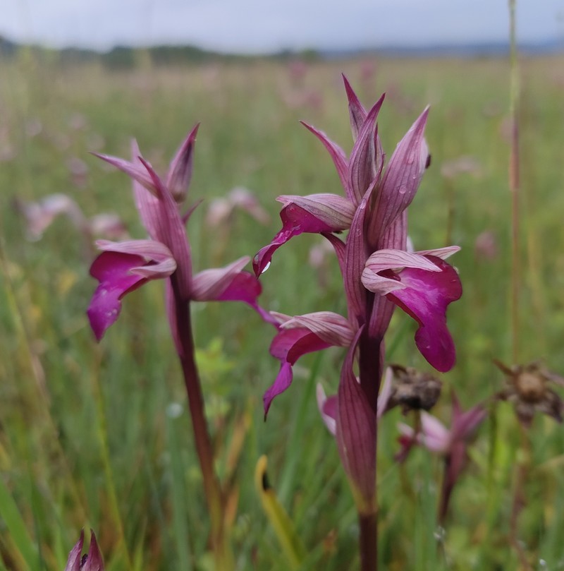 × Serapicamptis capitata photo 6