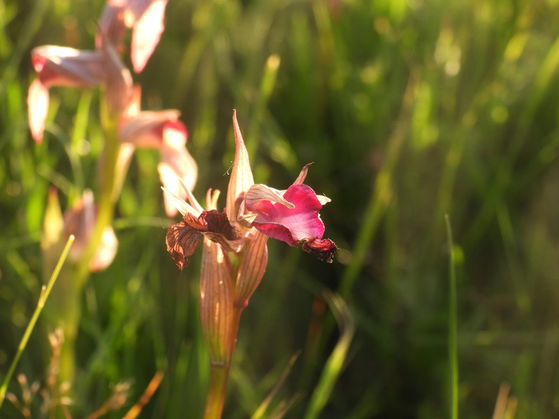 × Serapicamptis capitata photo 7