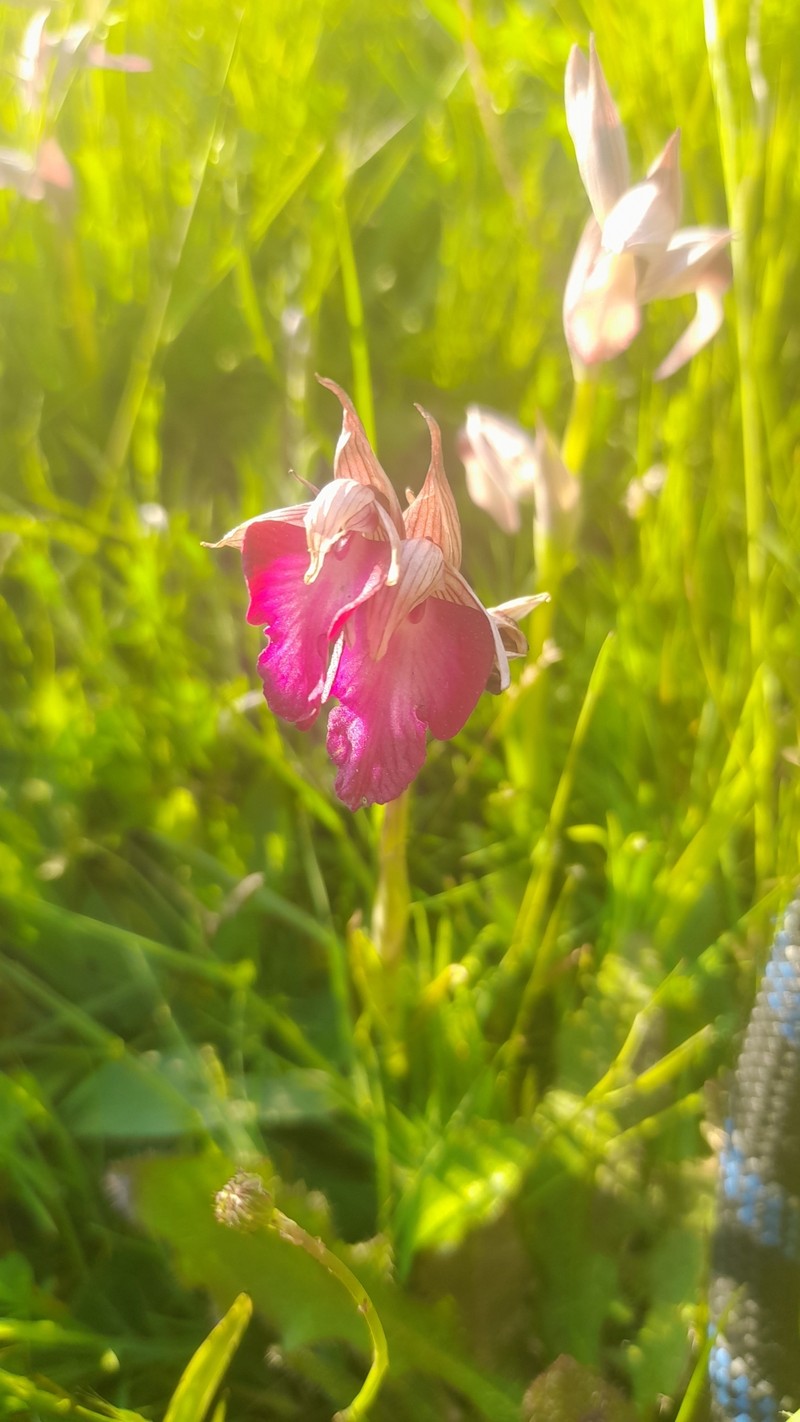 × Serapicamptis capitata photo 8