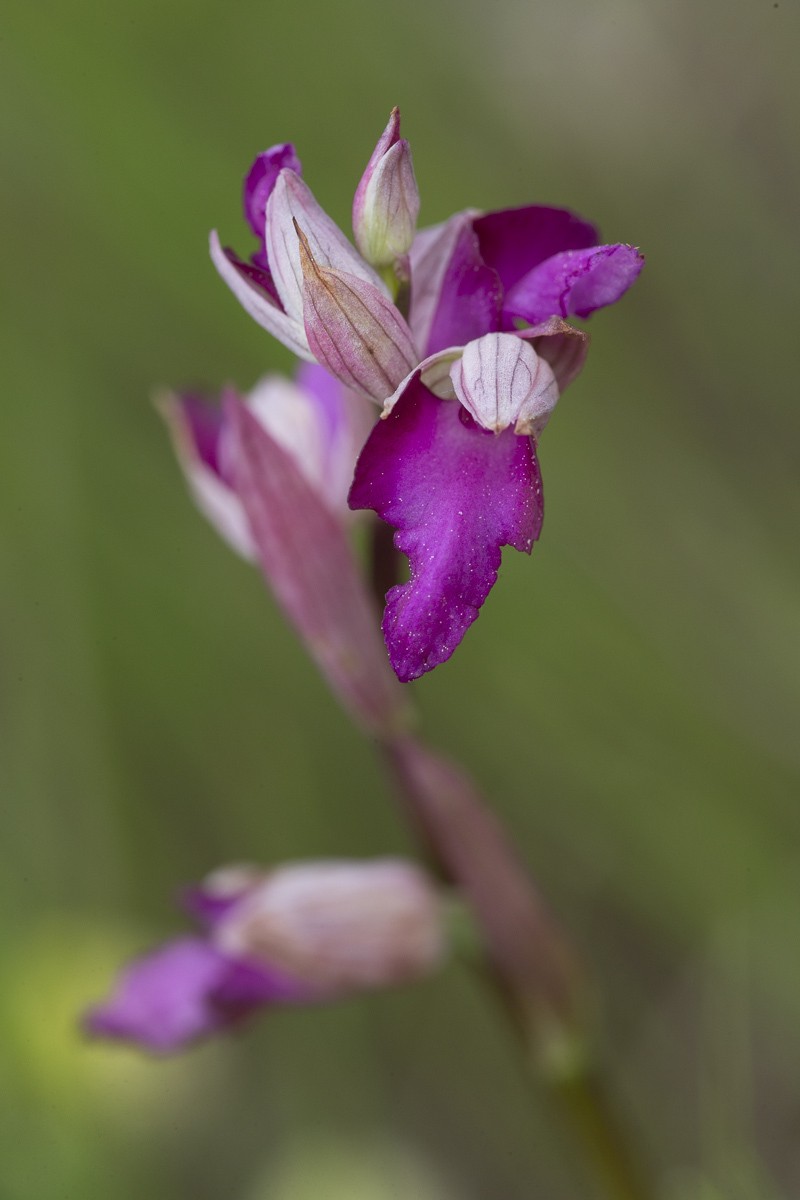 × Serapicamptis correvonii
