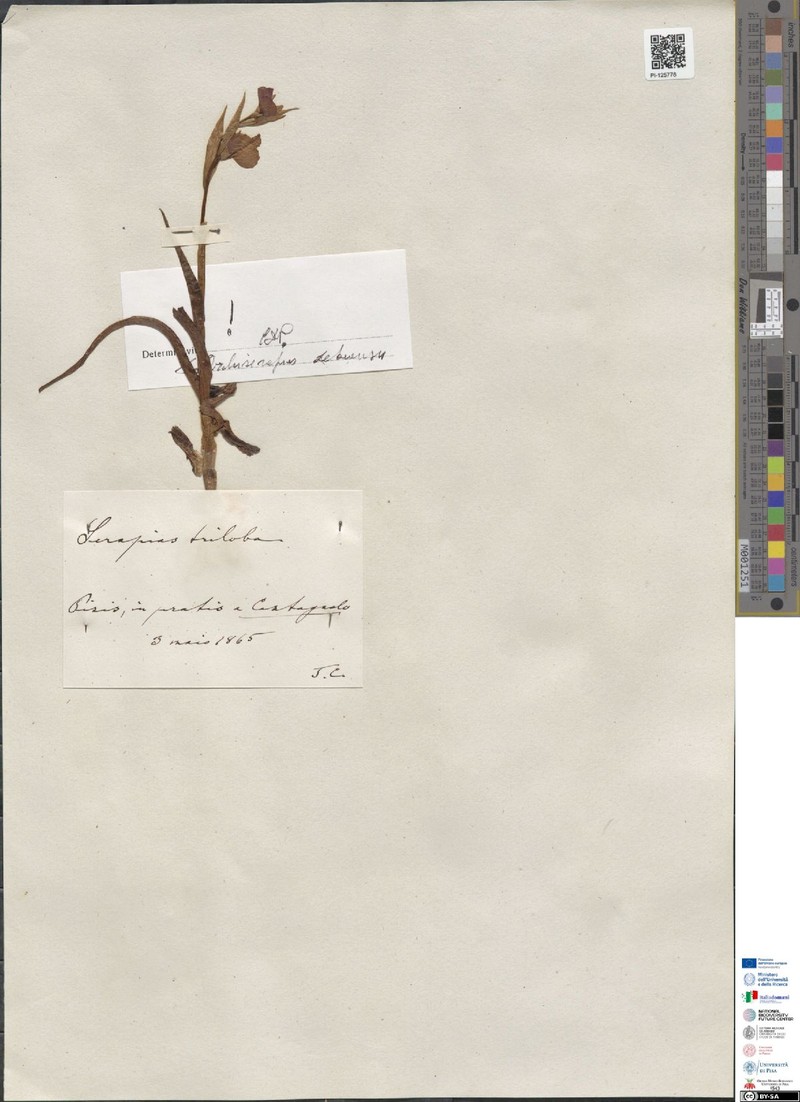 × Serapicamptis debeauxii