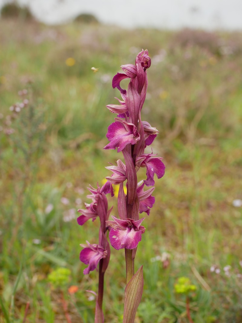 × Serapicamptis fontanae