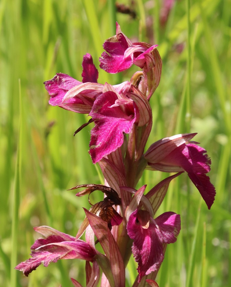 × Serapicamptis ligustica