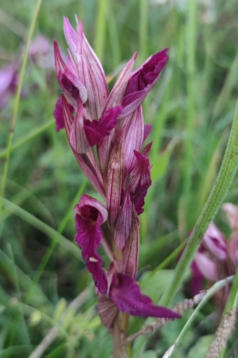 × Serapicamptis ligustica photo 2